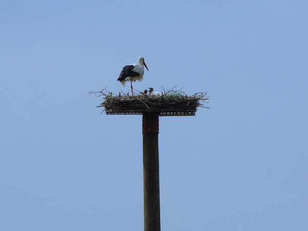 Storch